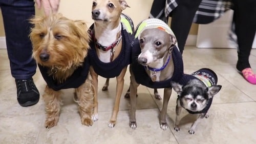 A picture of All four Jenna Marbles' dogs.